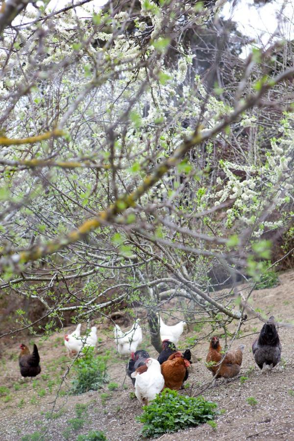 Hereweka Garden Retreat ダニーデン エクステリア 写真